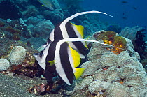 Longfin bannerfish (Heniochus acuminatus). Bali, Indonesia.