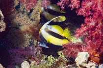 Red Sea bannerfish (Heniochus intermedius) pair with soft corals. Egypt, Red Sea.