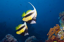 Red Sea bannerfish (Heniochus intermedius) pair. Egypt, Red Sea.