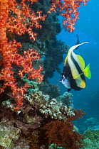 Red Sea bannerfish (Heniochus intermedius) with soft corals. Egypt, Red Sea.