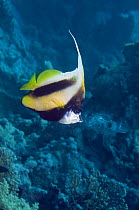 Red Sea bannerfish (Heniochus intermedius) feeding on a ctenophore (Plankton). Egypt, Red Sea.