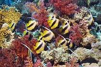 Red Sea bannerfish (Heniochus intermedius) school with soft corals. Egypt, Red Sea.