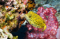 Yellow boxfish / cube trunkfish (Ostracion cubicus). Andaman Sea, Thailand.