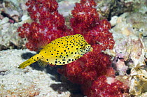 Cube trunkfish / yellow boxfish (Ostracion cubicus). Andaman Sea, Thailand.