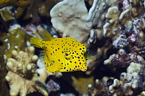 Cube trunkfish / yellow boxfish (Ostracion cubicus) with Blue coral. Andaman Sea, Thailand.