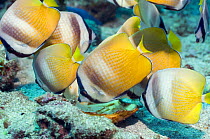 Klein's Butterflyfish (Chaetodon kleinii). Lembeh Strait, North Sulawesi, Indonesia.