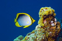 Black-backed butterflyfish (Chaetodon melannotus). Red Sea, Egypt.
