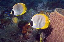 Panda butterflyfish (Chaetodon adiergastos). Bali, Indonesia.