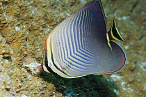 Eastern triangle butterflyfish (Chaetodon baronessa) feeding. Andaman Sea, Thailand.