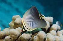 Eastern triangle butterflyfish (Chaetodon baronessa). Andaman Sea, Thailand.