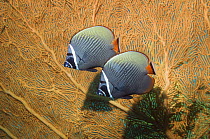 Pair of Collared / redtail butterflyfish (Chaetodon collare) against seafan coral. Andaman Sea, Thailand.