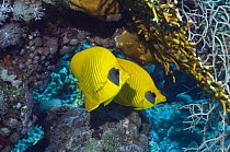 Golden butterflyfish (Chaetodon semilarvatus) pair. Egytpt, Red Sea.