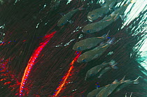 Sea urchin cardinalfish (Siphama versicolor) sheltering amongst the spines of urchin (Astropyga radiata). Rinca, Indonesia.
