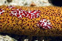 Comb jellies (Coeloplana astericola) on a Luzon / orange starfish (Echinaster luzonicus). Rinca, Indonesia.