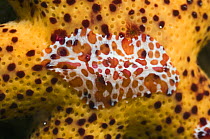 Comb jelly (Coeloplana astericola) on a Luzon / orange starfish (Echinaster luzonicus). Rinca, Indonesia.