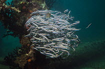 Flase catfish (Pholidichthys leucotaenia) school of juveniles, Papua New Guinea.