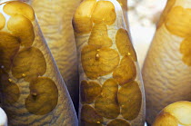 Acoel flatworms (Waminoa sp.) on mushroom coral tentacles. Rinca, Indonesia.
