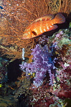 Coral hind (Cephalopholis miniata) lying in ambush amongst soft corals. Andaman Sea, Thailand.