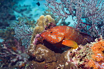 Coral hind (Cephalopholis miniata) lying in ambush amongst soft corals. Andaman Sea, Thailand.