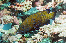 Peacock grouper (Cephalopholis argus) on rocks. Andaman Sea, Thailand.