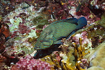 Bluelined hind (Cephalopholus formosa). Andaman Sea, Thailand.