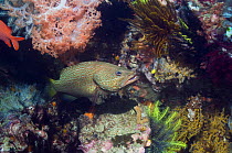Slender grouper (Anyperodon leucogrammicus) with crinoids and soft corals. Rinca, Indonesia.