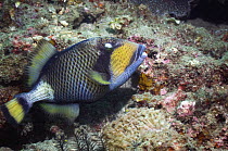 Titan triggerfish (Balistoides viridescens). Lembeh Strait, North Sulawesi, Indonesia.