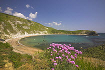 Sea thrift (Armeria maritima) at Lulworth Cove, Dorset, UK. Jurassic Coast World Heritage Site.