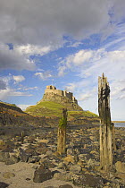 Old wooden piles on rocky shorline of Lindisfarne with castle in the background. Holy Island, Northumberland, UK