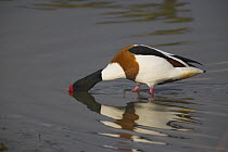 Shelduck (Tadorna tadorna) searching for food, with beak in water, Titchfield Haven, Hampshire, UK