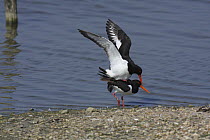 Oystercatchers (Haematopus ostralegus) mating at waters edge, Titchfield Haven, Hampshire