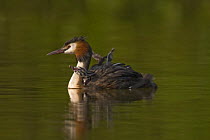 Great crested Grebe (Podiceps cristatus) with chicks on back, Titchfield Haven, Hampshire, UK