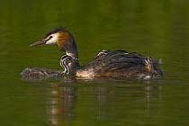 Great crested Grebe (Podiceps cristatus) with chicks, Titchfield Haven, Hampshire, UK