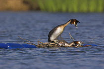 Great crested Grebes (Podiceps cristatus) mating on raft in lake, Titchfield Haven, Hampshire, UK