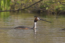 Great crested Grebe (Podiceps cristatus) carrying nesting material, Titchfield Haven, Hampshire, UK