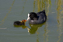 Coot (Fulica atra) with chick on water, Titchfield Haven Nature Reserve, Hampshire, UK