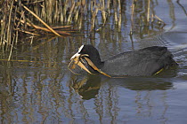 Coot (Fulica atra) collecting nesting material, Titchfield Haven, Hampshire, UK