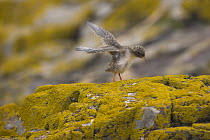 Arctic Tern (Sterna paradisaea) stretching wings on lichen-covered rock, Farne Islands, Northumberland, UK