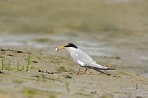 Little Tern (Sternula albifrons) with fish, Hayling Island, Hampshire, UK