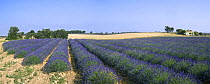 Lavender field (Lavendula sp) and farm in the Provence, France. June 2008.
