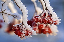 Guelder rose berries (Viburnum opulus) covered in hoar frost, Belgium