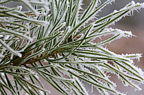 Evergreen needles of European black pine (Pinus nigra) covered in hoar frost, Europe