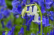 Bluebells (Hyacinthoides non-scripta) white morph amongst blue flowers, Belgium