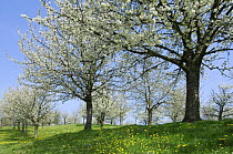 Orchard with Cherry trees blossoming (Prunus avium), Haspengouw, Belgium
