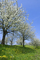 Orchard with cherry trees blossoming (Prunus avium), Haspengouw, Belgium