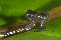 Common Frog (Rana temporaria) tadpole / froglet with limbs well developed climbing out of the water, Belgium, captive
