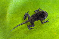 Common Frog (Rana temporaria) tadpole with limbs well developed but tail not yet reabsorbed, Belgium, captive