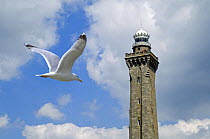 Herring gull (Larus argentatus) flying towards lighthouse / Phare d' Eckmühl at Penmarc'h, Brittany, France. Digital composite. May 2008.