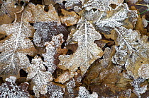 Hoar frost on leaves of English oak tree (Quercus robur) on the forest floor in winter, Belgium