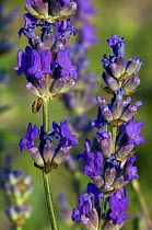 Common Lavender / True lavender / English Lavender (Lavandula angustifolia) in flower, Provence, France
